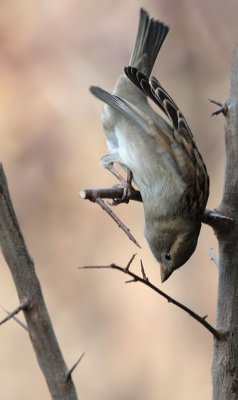 Haussperling / House Sparrow