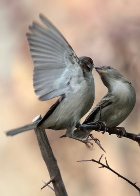 Haussperlinge / House Sparrows