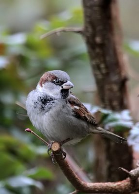 Haussperling / House Sparrow