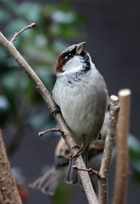 Haussperling / House Sparrow