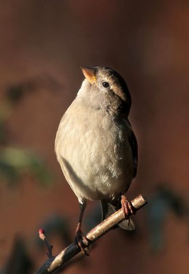 Haussperling / House Sparrow