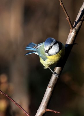 Blaumeise / Blue Tit