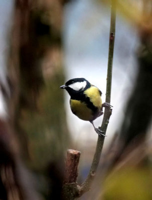 Kohlmeise / Great Tit