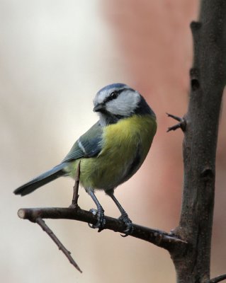 Blaumeise / Blue Tit