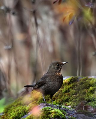 Amsel / Common Blackbird