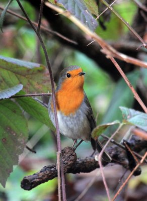 Rotkehlchen / Robin