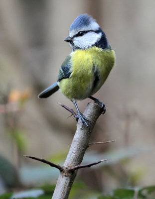 Blaumeise / Blue Tit