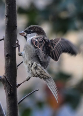 Haussperling / House Sparrow