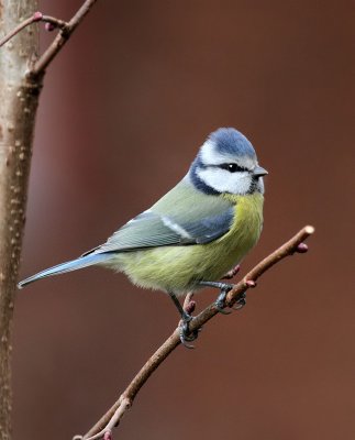 Blaumeise / Blue Tit