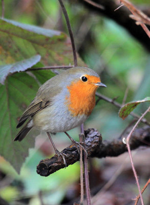 Rotkehlchen / Robin