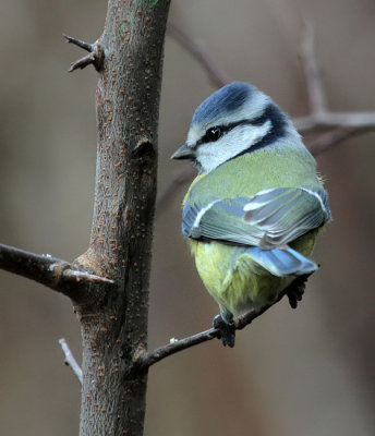 Blaumeise / Blue Tit