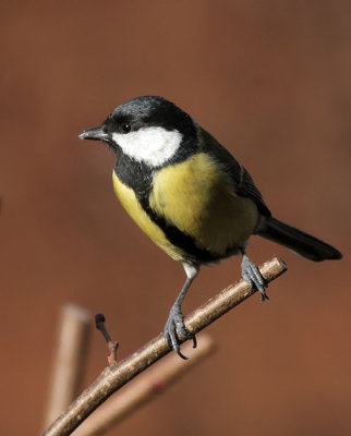 Kohlmeise / Great Tit