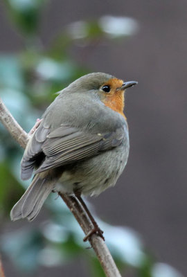 Rotkehlchen / Robin