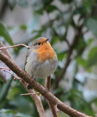 Rotkehlchen / Robin