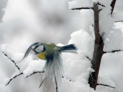 Blaumeise / Blue Tit