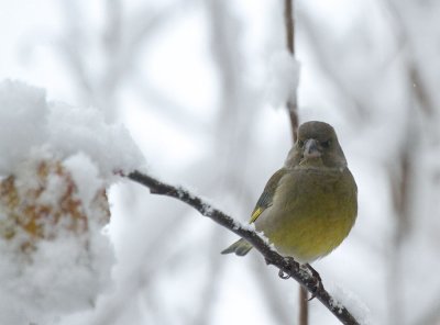  Grnfink / European Greenfinch