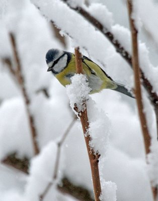 Blaumeise / Blue Tit