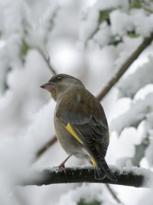  Grnfink / European Greenfinch