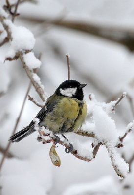 Kohlmeise / Great Tit