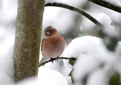 Buchfink / Common Chaffinch