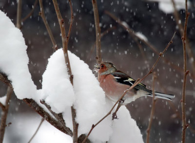 Buchfink / Common Chaffinch