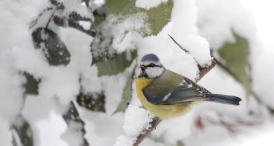 Blaumeise / Blue Tit