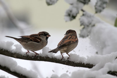 Haussperlinge/ House Sparrows