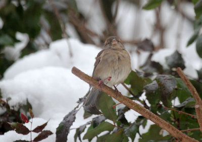 Haussperling/ House Sparrow