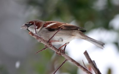 Haussperling/ House Sparrow