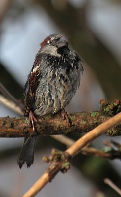 Haussperling/ House Sparrow