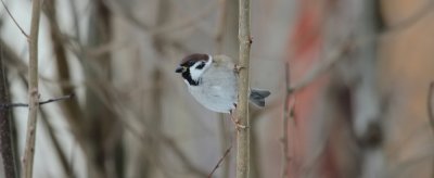 Feldsperling / Tree Sparrow