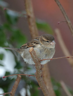 Haussperling/ House Sparrow