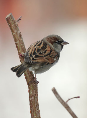 Haussperling/ House Sparrow
