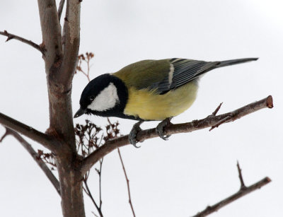 Kohlmeise / Great Tit