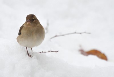 Buchfink / Common Chaffinch