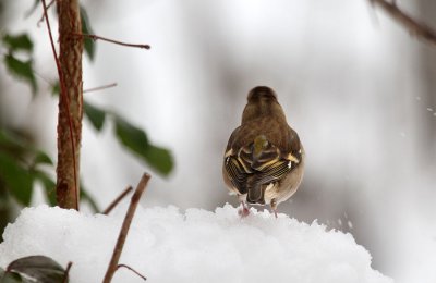 Buchfink / Common Chaffinch