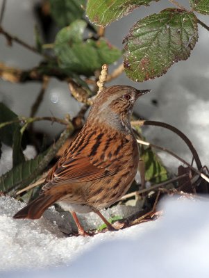 Heckenbraunelle / Dunnock