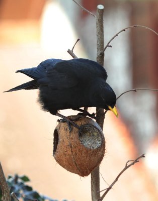 Dohle / Jackdaw