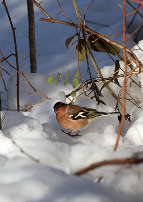 Buchfink / Common Chaffinch