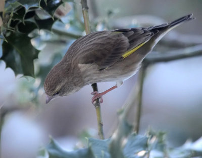  Grnfink / European Greenfinch