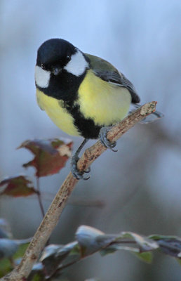 Kohlmeise / Great Tit