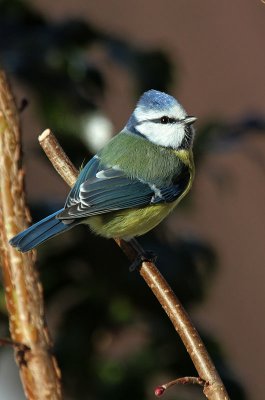 Blaumeise / Blue Tit