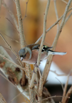 Buchfink / Common Chaffinch