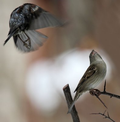 Haussperlinge/ House Sparrows