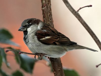 Haussperling/ House Sparrow