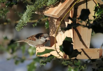 Haussperling/ House Sparrow