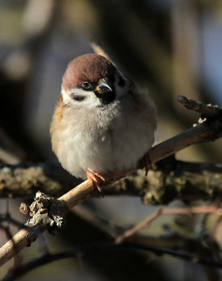 Feldsperling / Tree Sparrow