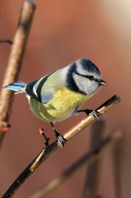 Blaumeise / Blue Tit