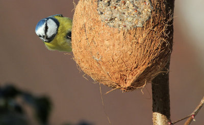 Blaumeise / Blue Tit