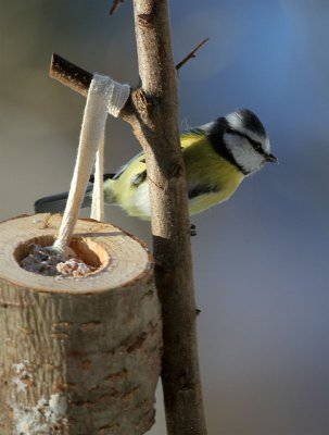 Blaumeise / Blue Tit